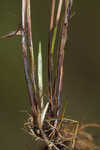 Florida hammock sedge